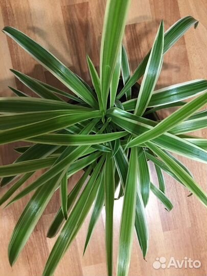 Хлорофитум Лаксум Серебристый