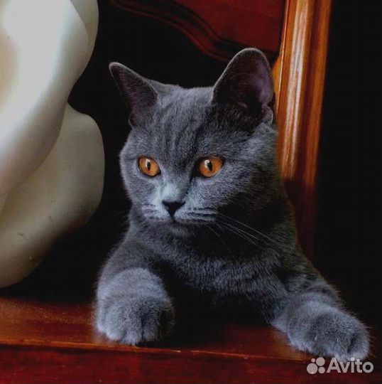 Британская кошка