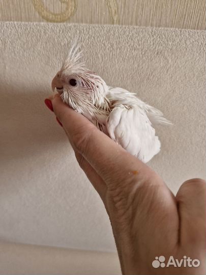 Попугай корелла птенец