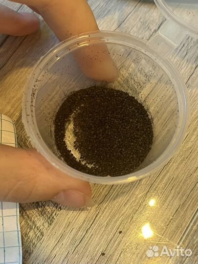Семена декоротивного мака