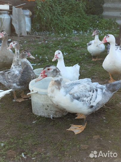 Мускусные утки