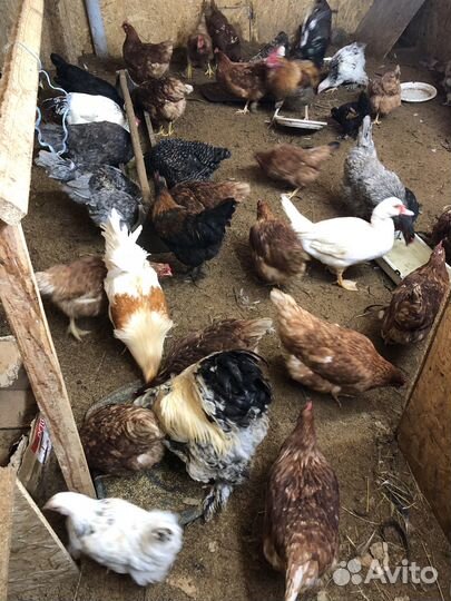 Инкубационное яйцо