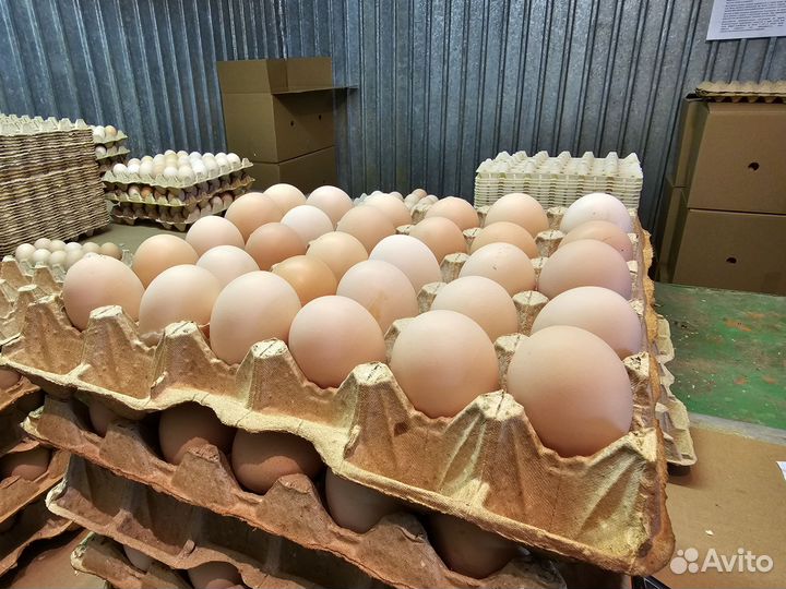 Яйцо инкубационное Смена 9