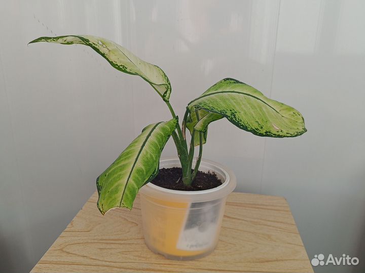 Диффенбахия