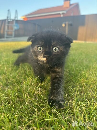 Котята в добрые руки 2 месяца