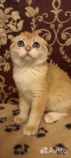 Шотландские вислоухие котята золотая шиншилла