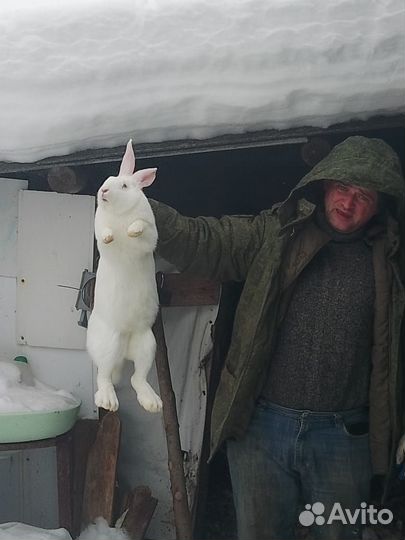 Продам кроликов породы Фландерс