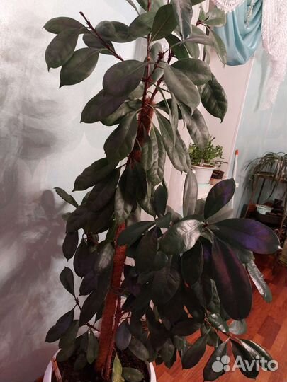Фикус эластика