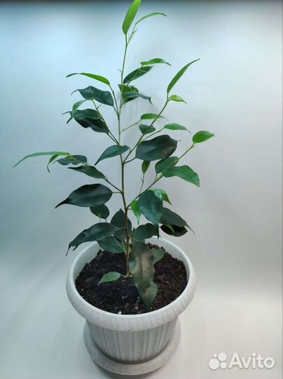 Фикус бенджамина пестролистный