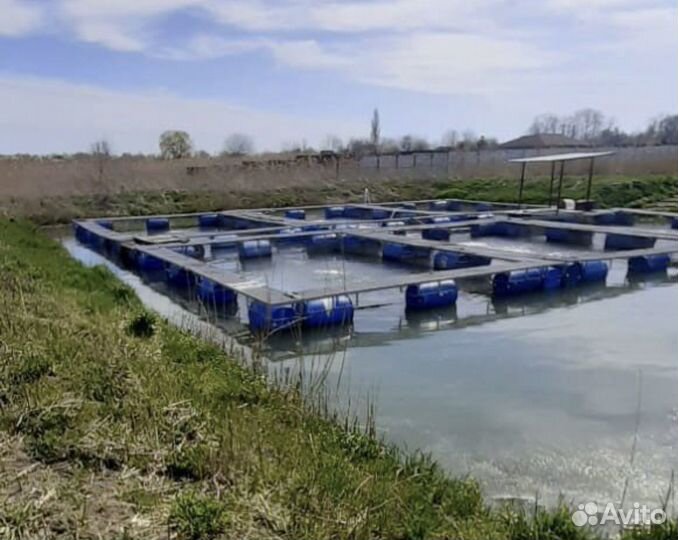 Рыба живая с местного хозяйства, Сырец