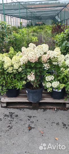 Гортензии спирея лапчатка газон ели доставим/садим
