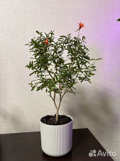 Комнатные цветы