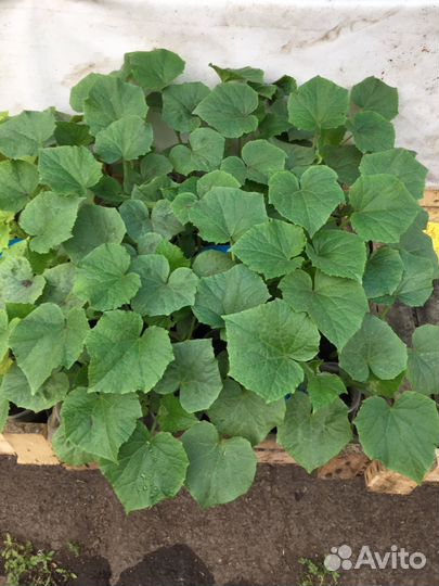 Рассада овощей