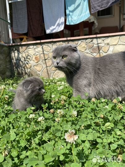 Шотладские котята