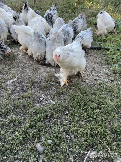 Петушки курочки Брама