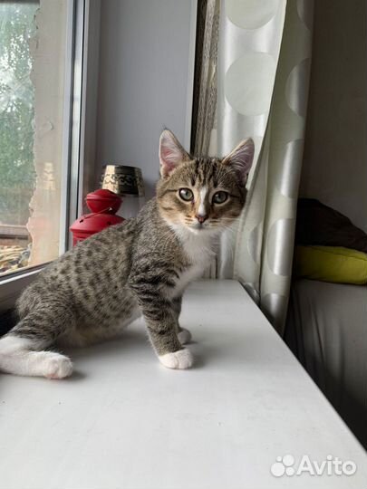 Мальчик Симба 2,5 месяца