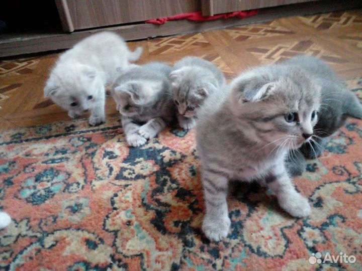 Британские котята