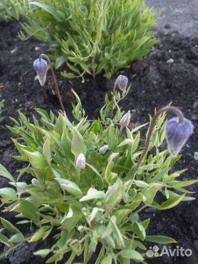 Рассылаю семена многолетних цветов