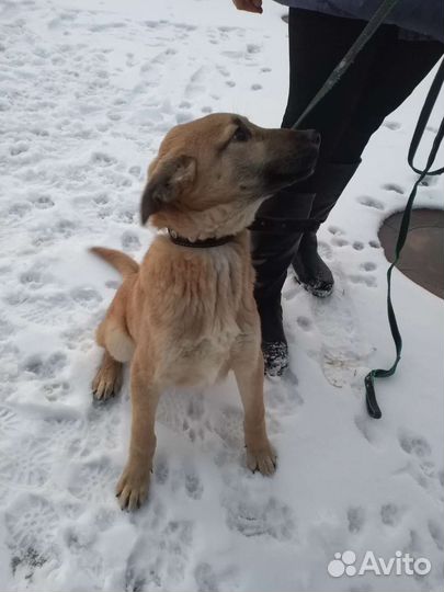 Рыжик ждет своего человека