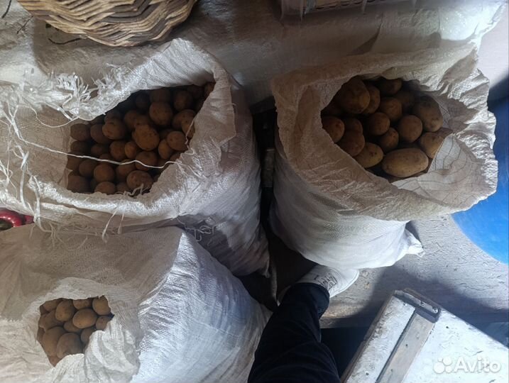 Продам картофель