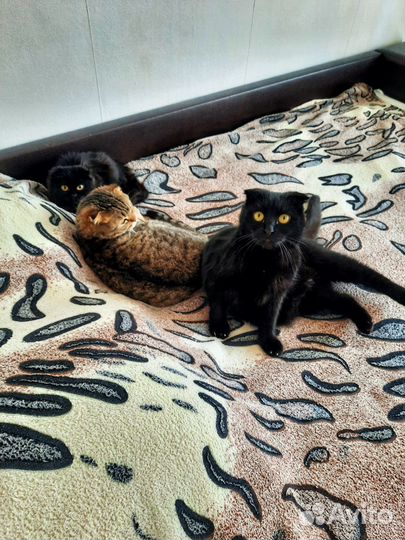 Кошка кот в добрые руки