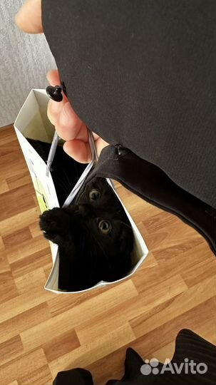 Котенок в добрые руки бесплатно