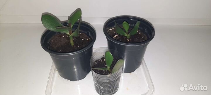 Цветок толстянка