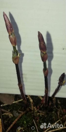 Хмель, саженцы