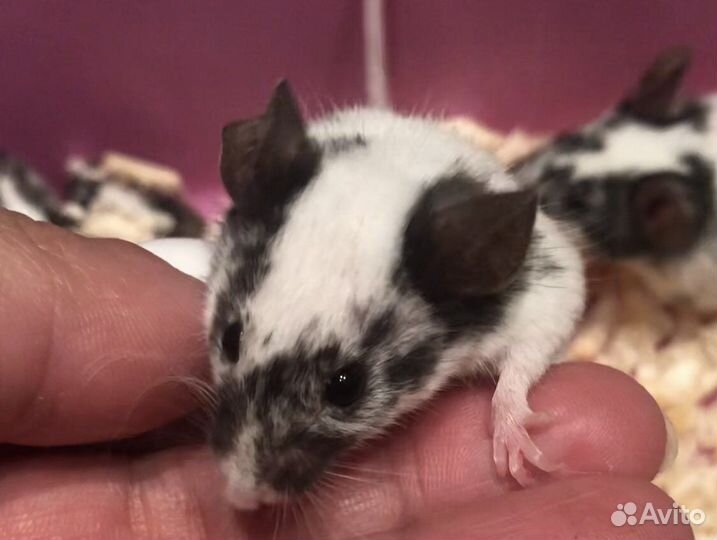 Декоративные мышки в добрые руки