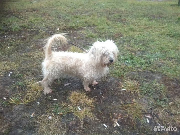 Собака в добрые руки маленькая порода