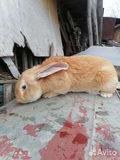 Продаю кролов