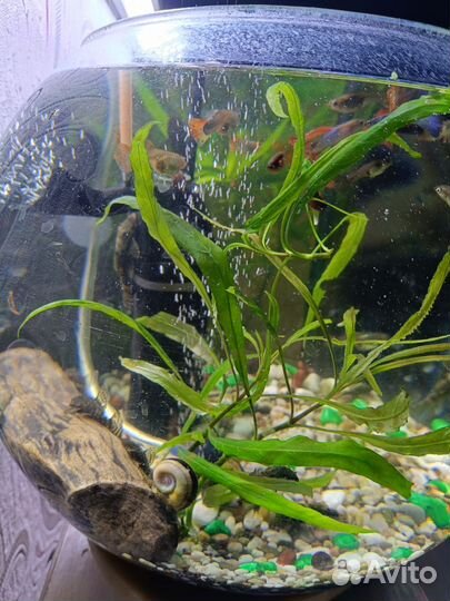 Аквариум с рыбками