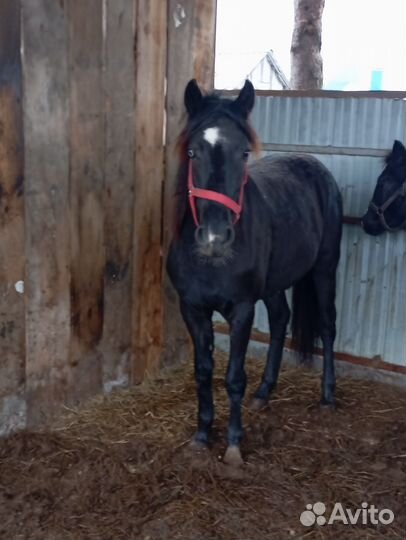 Продам кобылку