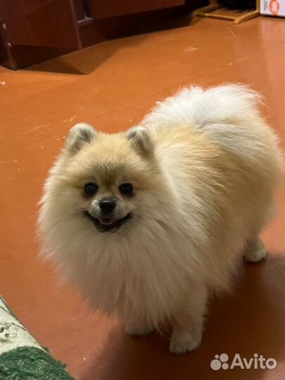 Померанский шпиц вязка