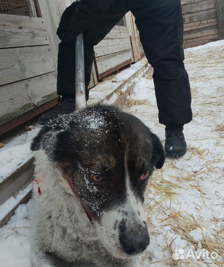 Нас усыпят