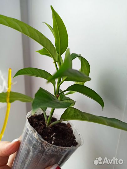 Хойя мультифлора