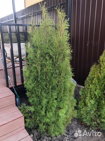 Туя Колумна