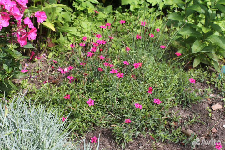 Гвоздика-травянка