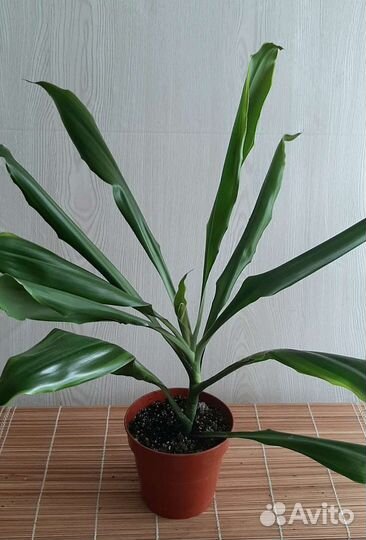 Дисхидия, драцена,рипсалидопсис