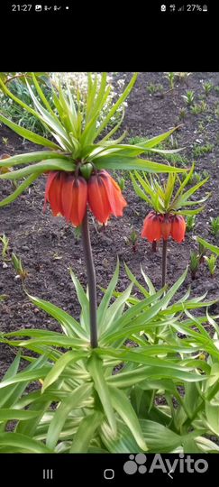 Рябчик императорский