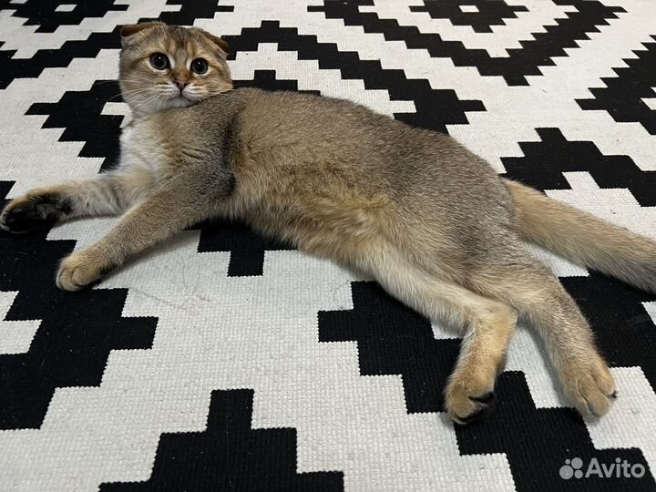 Шотландский котик продажа