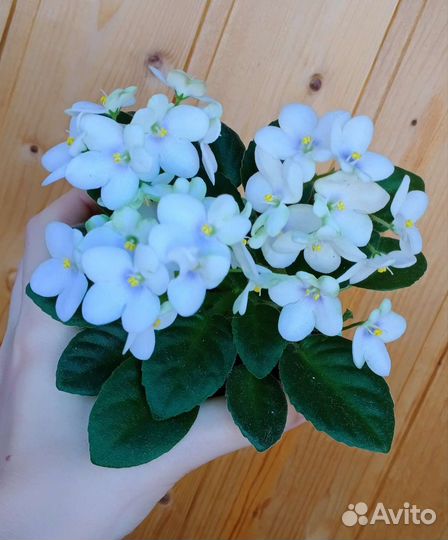 Фиалки сортовые