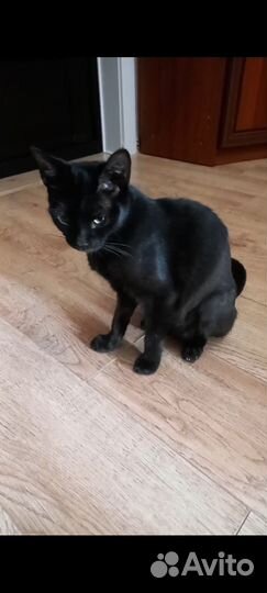 Кошечка в добрые руки