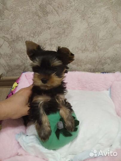 Йоркширский терьер мини девочка