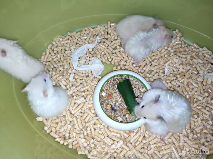 Сирийский хомяк