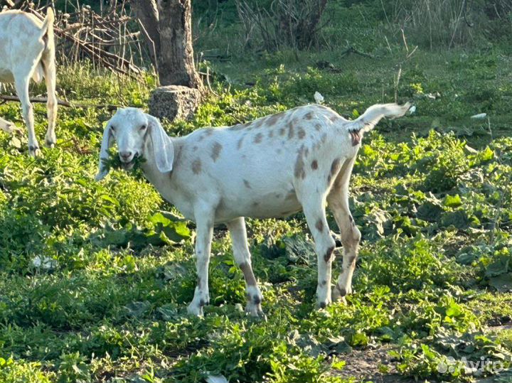 Нубийские козлята