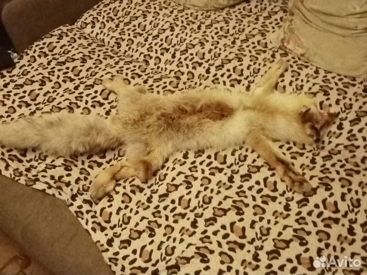 Шкуры из лисы