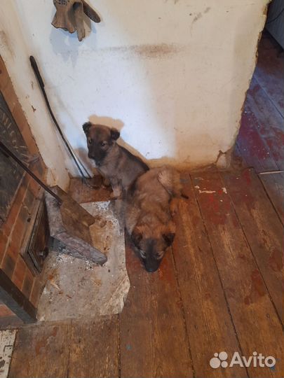 Собака в добрые руки отдам бесплатно