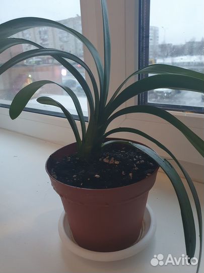 Кливия оранжевая