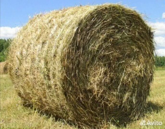 Сено в рулонах